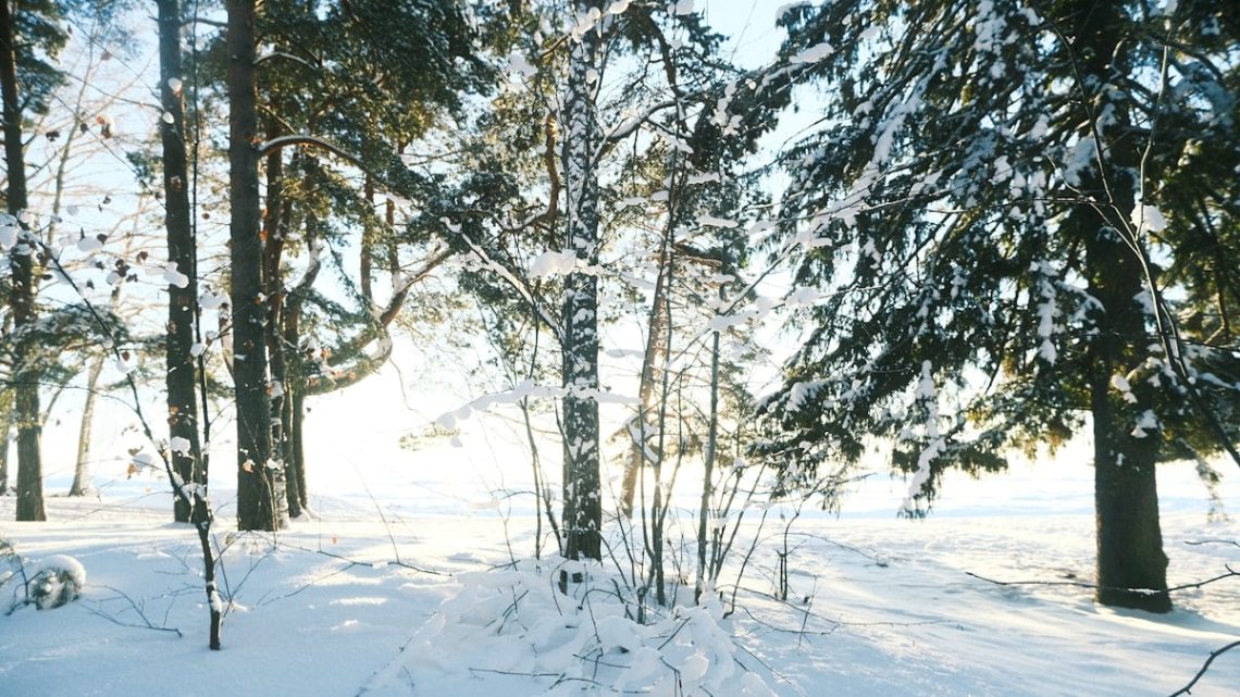 the sun is shining through the trees in the snow