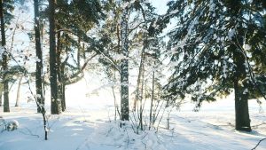 the sun is shining through the trees in the snow