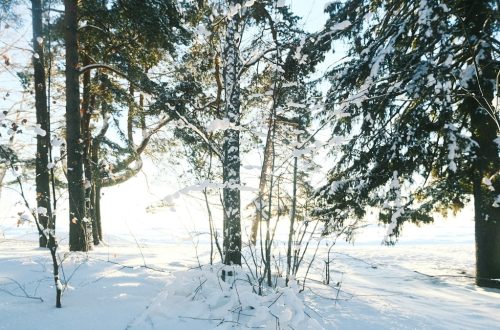 the sun is shining through the trees in the snow