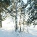the sun is shining through the trees in the snow